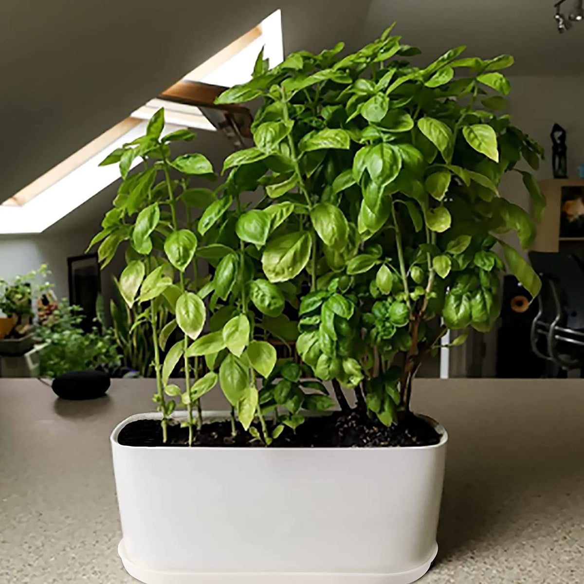 Torfican rounded corner planter adds soft contemporary touch.