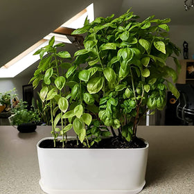 Torfican rounded corner planter adds soft contemporary touch.