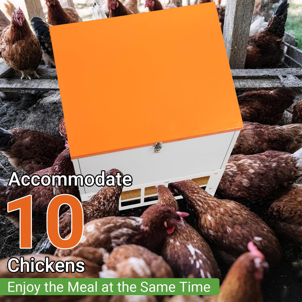 Toriexon feeder supports up to 10 chickens feeding concurrently.