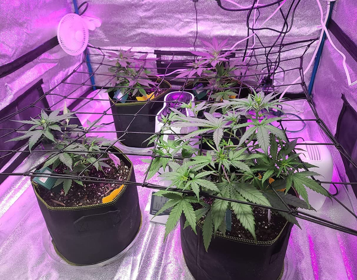 TORINALITAL sturdy netting supports flowers, buds, and leaves during growth.