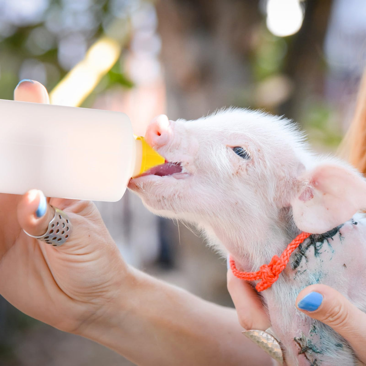 TOYANDONA 400ml capacity reduces refills during busy feeding rounds.