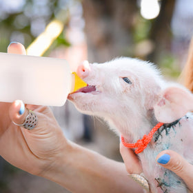 TOYANDONA 400ml capacity reduces refills during busy feeding rounds.