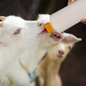 TOYANDONA easy-grip design helps calm active animals.