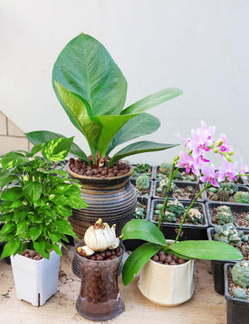 TOYPOPOR indoor plant decor base enhancing drainage and appearance