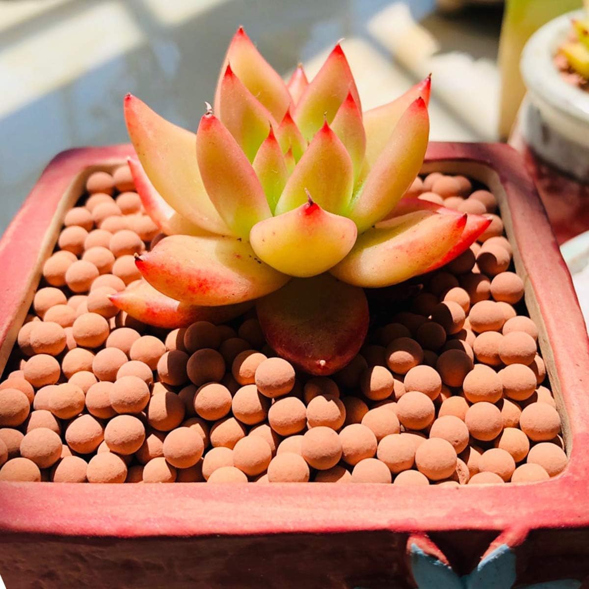 TOYPOPOR clay pebbles decorative beads enhancing pot aesthetics