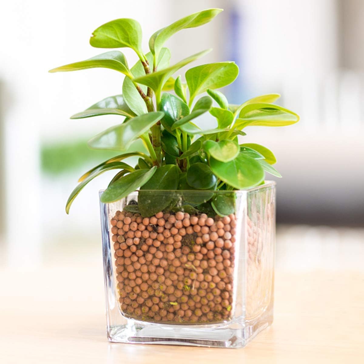 TOYPOPOR ceramic like beads provide drainage and air spaces for roots