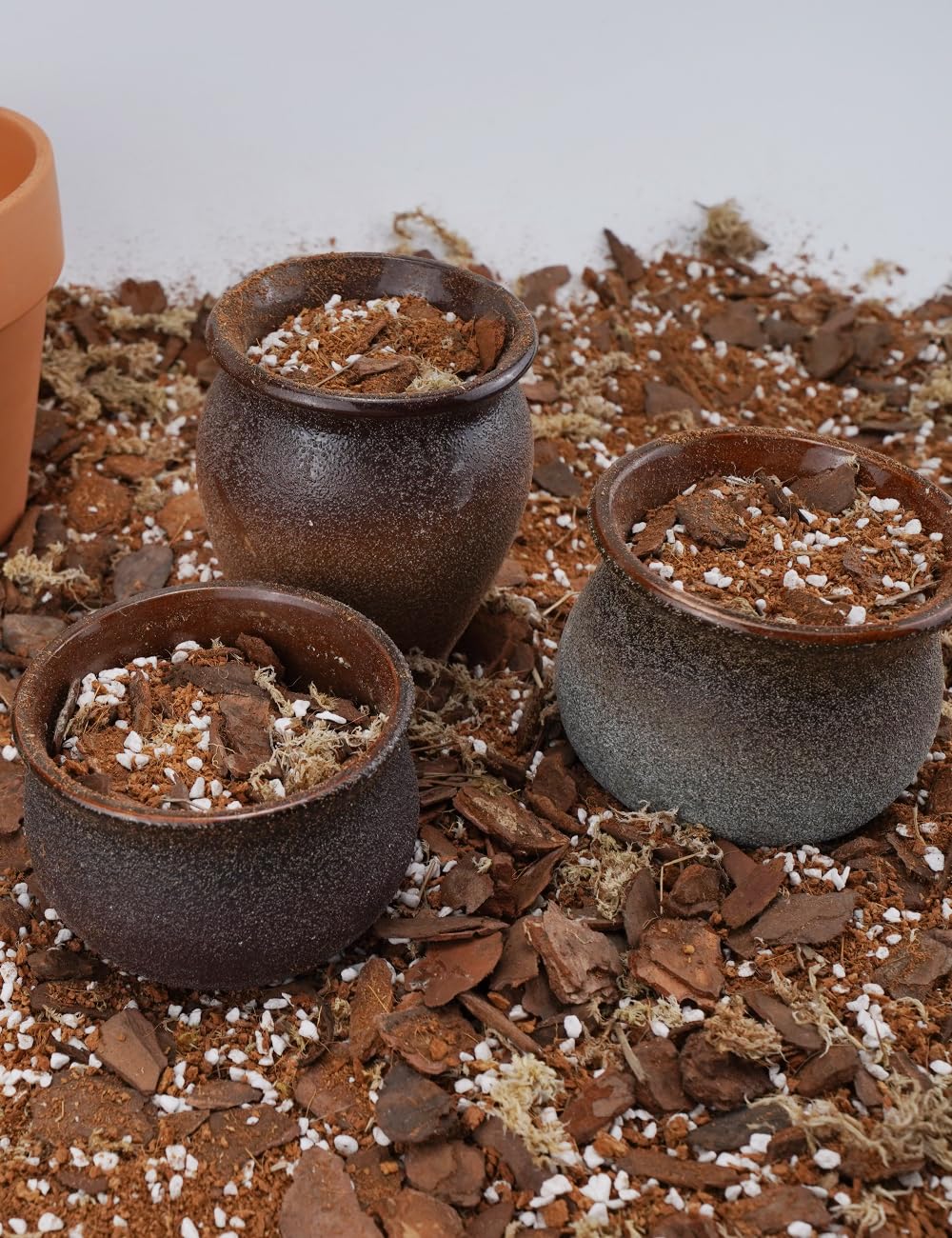 TOYPOPOR epiphytic orchids ready to thrive with airy, well-drained roots.