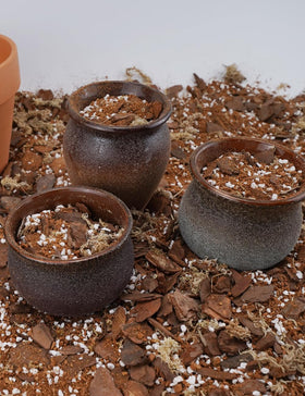 TOYPOPOR epiphytic orchids ready to thrive with airy, well-drained roots.