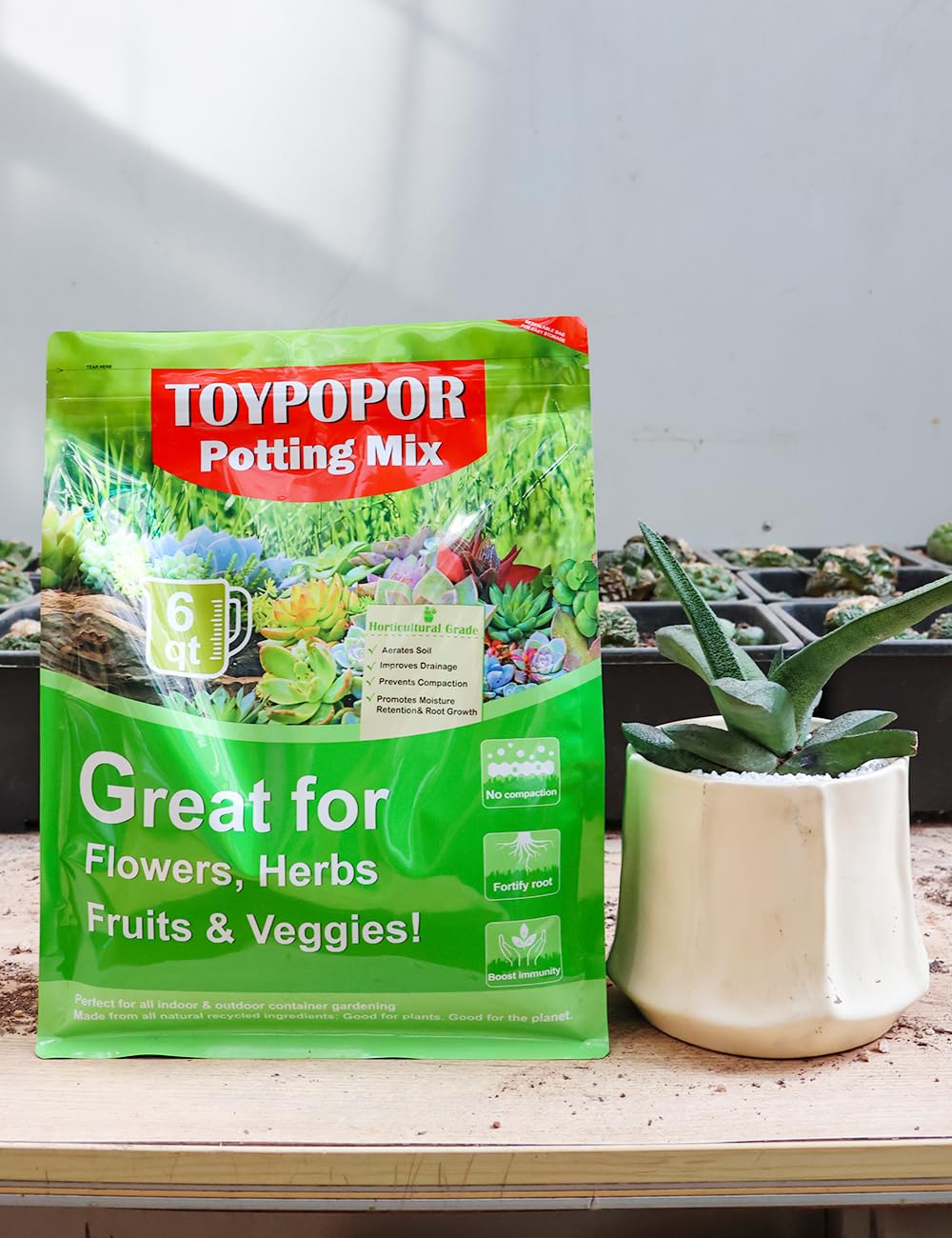 TOYPOPOR indoor plant bonsai terrarium friendly soil promotes healthy root systems.
