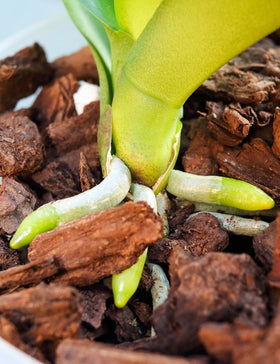 TOYPOPOR Orchid Potting Mix backed by a 100% guarantee with refund or replacement.