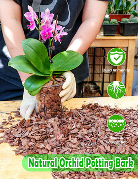 TOYPOPOR Orchid Potting Mix supports Phalaenopsis and other orchid varieties.