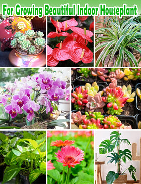 TOYPOPOR Perlite is lightweight and won't weigh down roots during watering.
