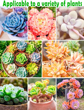 TOYPOPOR ready-to-use succulent mix saves prep time and guesswork.