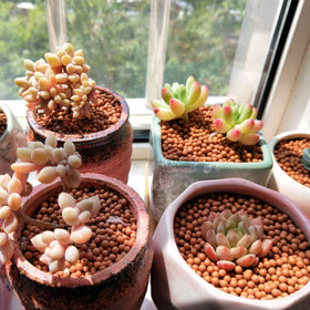 TOYPOPOR succulent potting media with porous texture promotes healthy roots