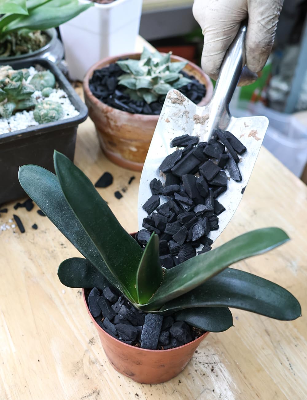 TOYPOPOR Horticultural Charcoal in terrariums supports odor control and a cleaner environment.
