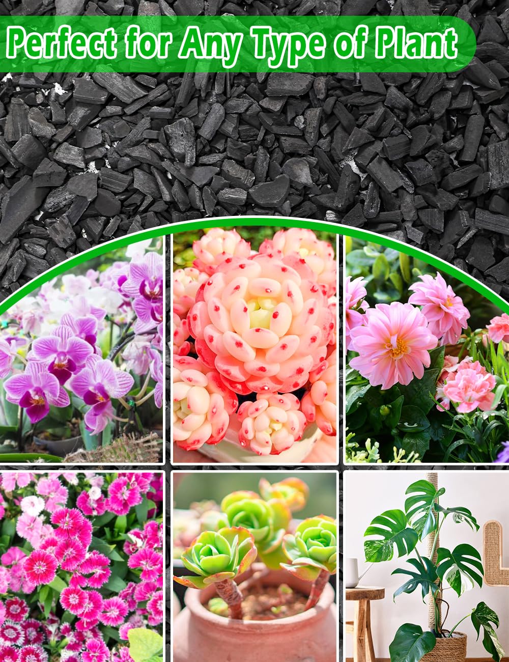 TOYPOPOR Charcoal improves soil structure for orchid potting mixes.