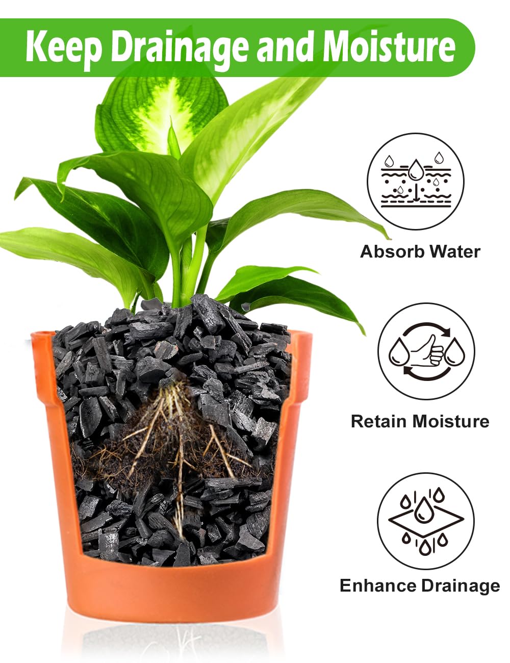 TOYPOPOR Horticultural Charcoal aids succulents and cacti in terrarium settings.