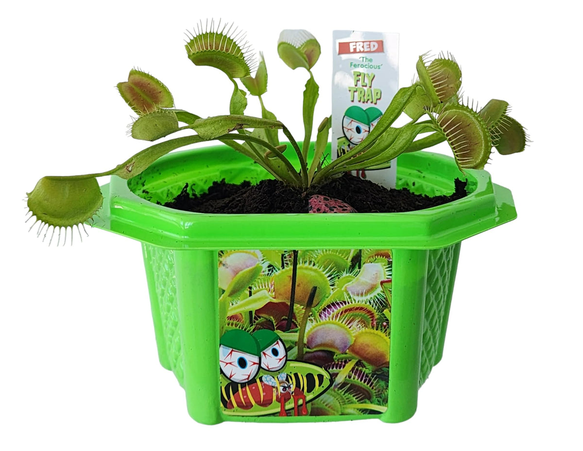 TOYS BY NATURE Micro-dome terrarium setup with distilled water and easy care.