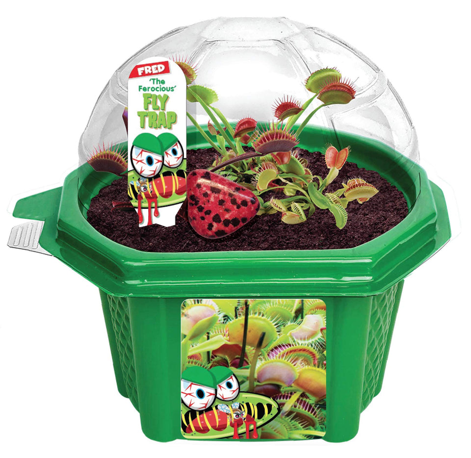 TOYS BY NATURE Fred the Ferocious Flytrap in a micro dome terrarium for beginner-friendly fun.
