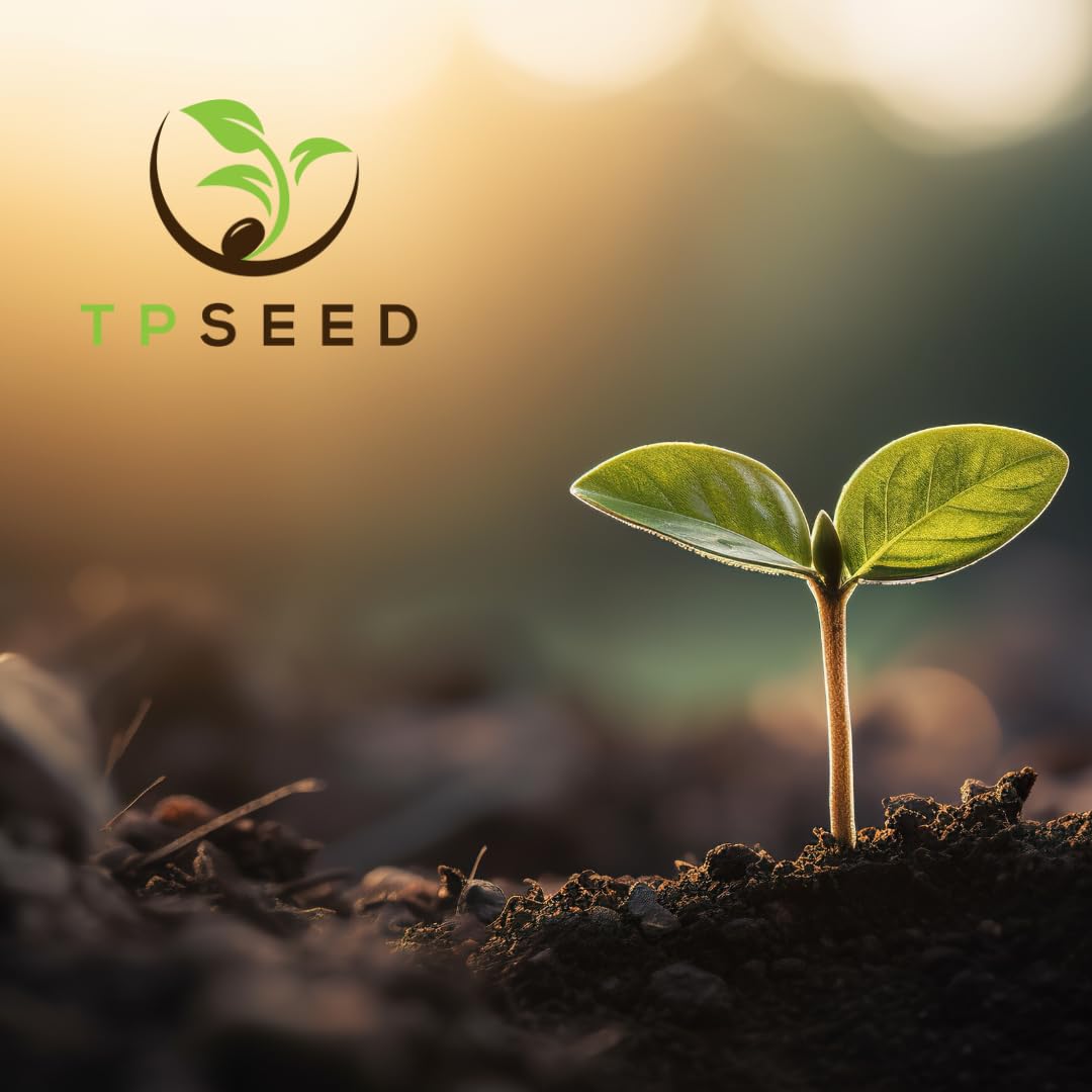 TP SEED Blue Jarrahdale pumpkin seeds show blue-grey skin with sweet orange flesh.