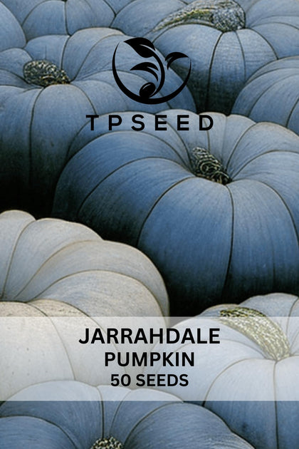 TP SEED Blue Jarrahdale pumpkin seeds packet; ideal for bulk planting and home harvest.