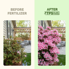 Lush green azalea foliage after feeding with TPS NUTRIENTS Azalea Fertilizer.
