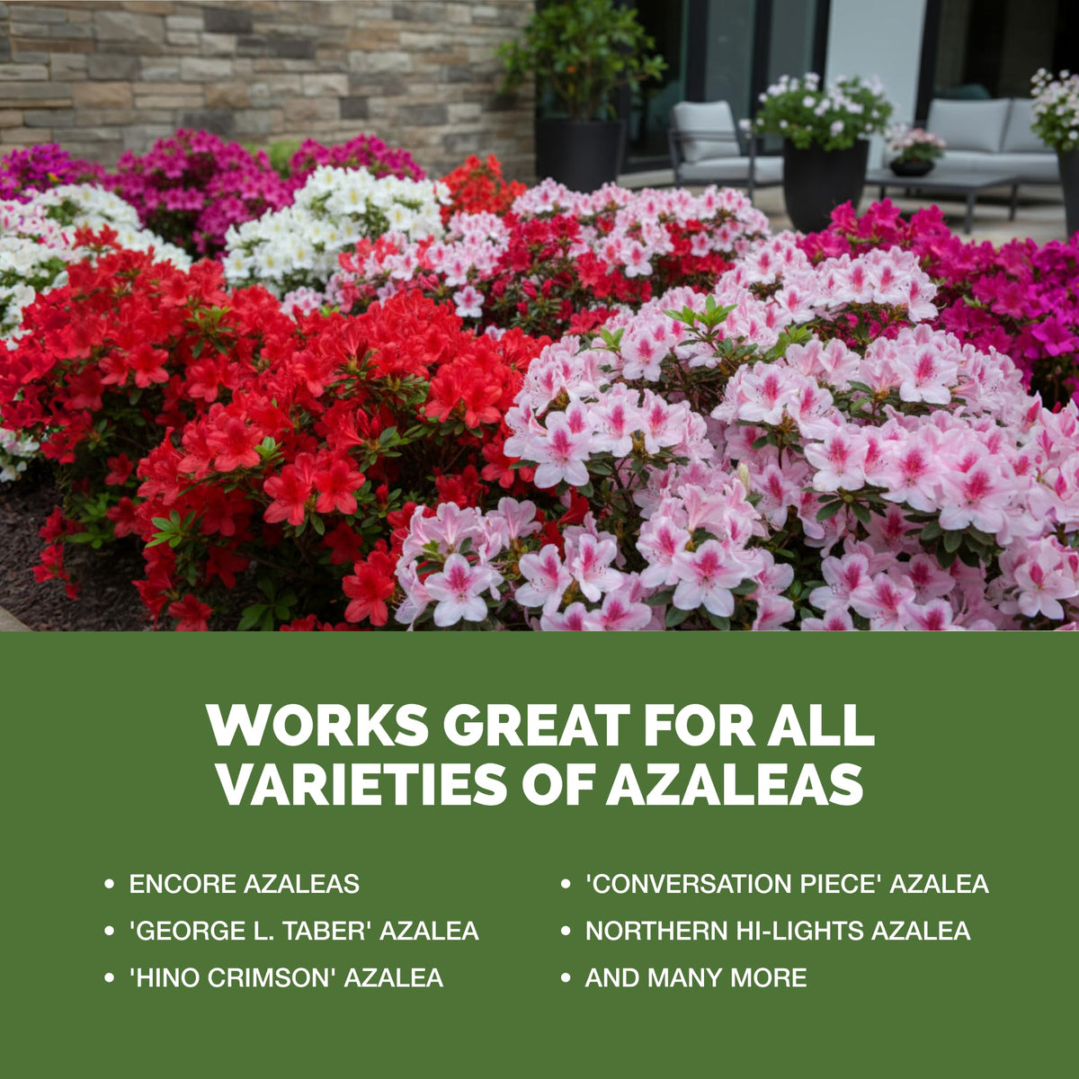 Garden bed with azaleas receiving outdoor shrub feeding.