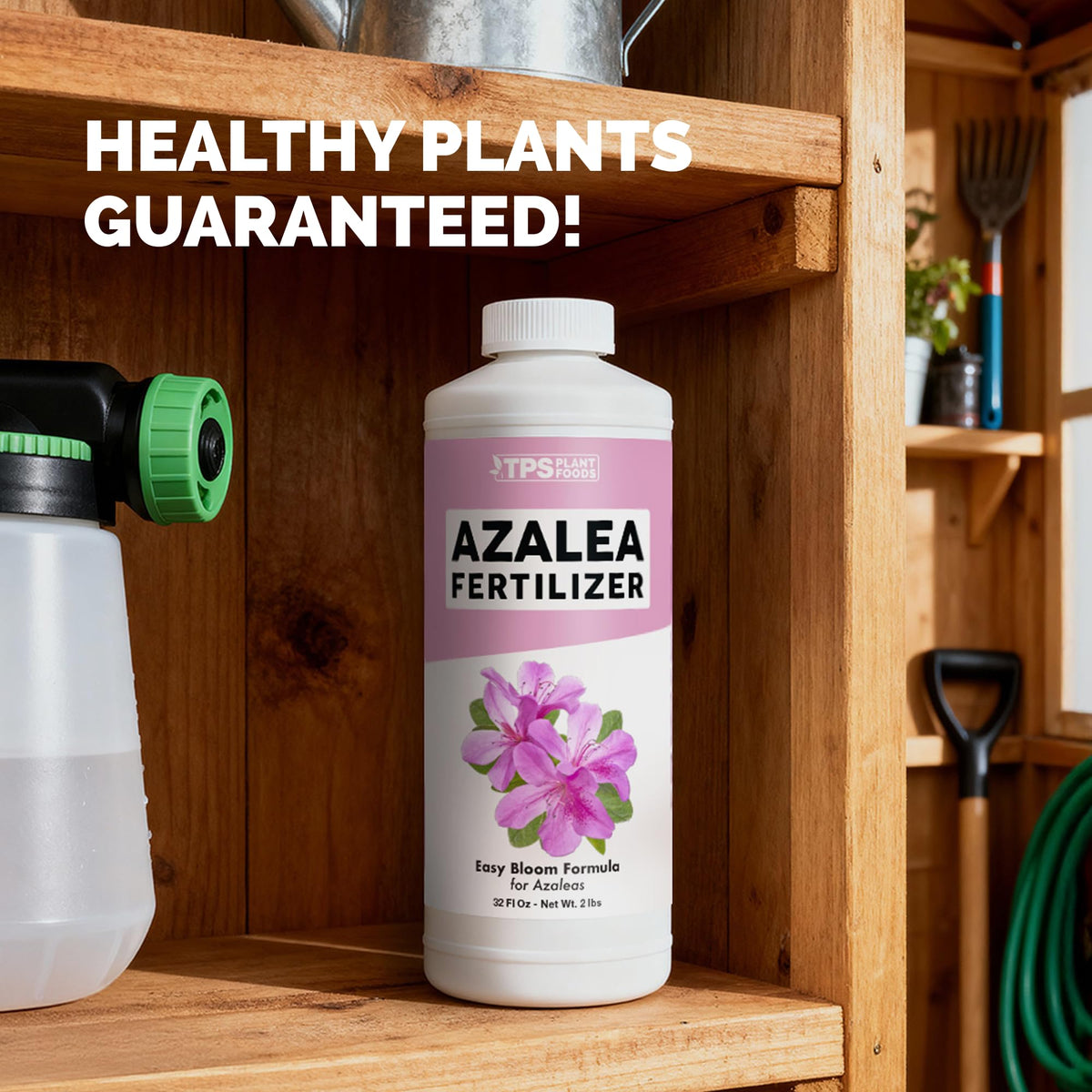 Stronger root growth after using TPS NUTRIENTS Azalea Fertilizer.