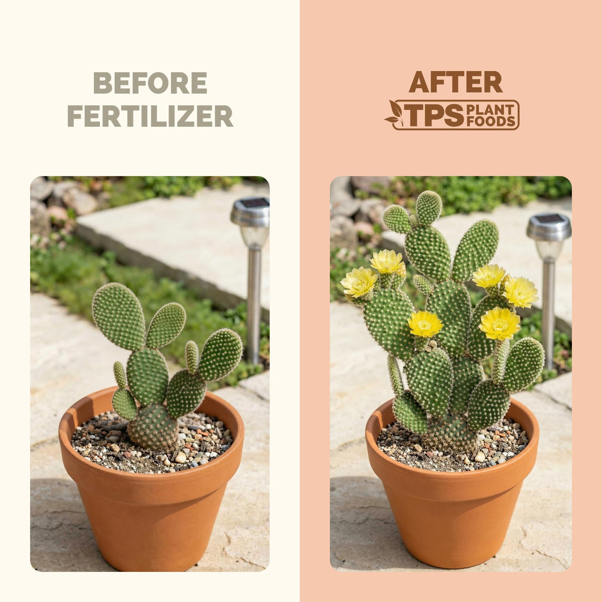 TPS NUTRIENTS liquid cactus feed dosing shows simple measurements for balanced nutrition.