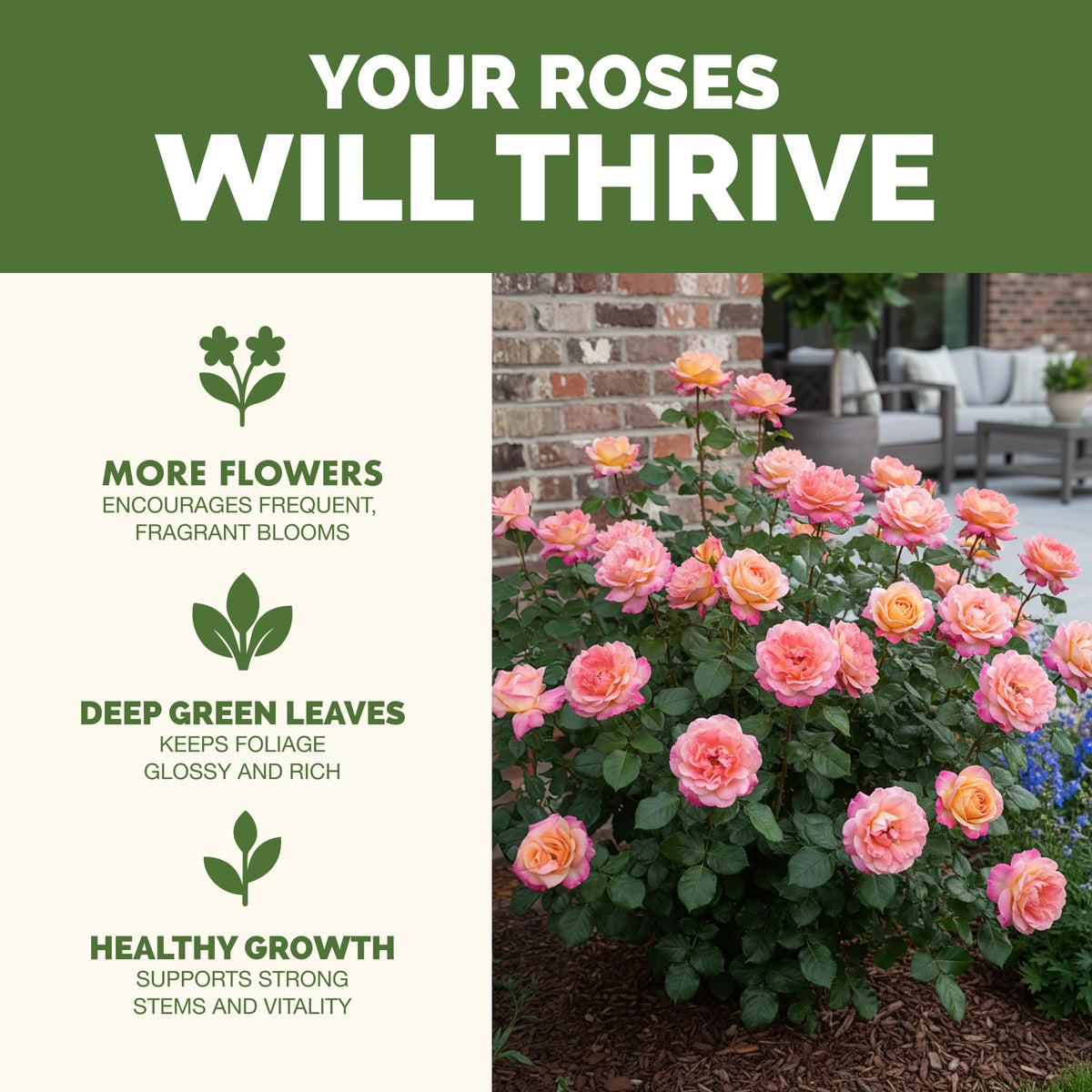 TPS NUTRIENTS rose bloom enhancement liquid aids steady flowering and bright petals.