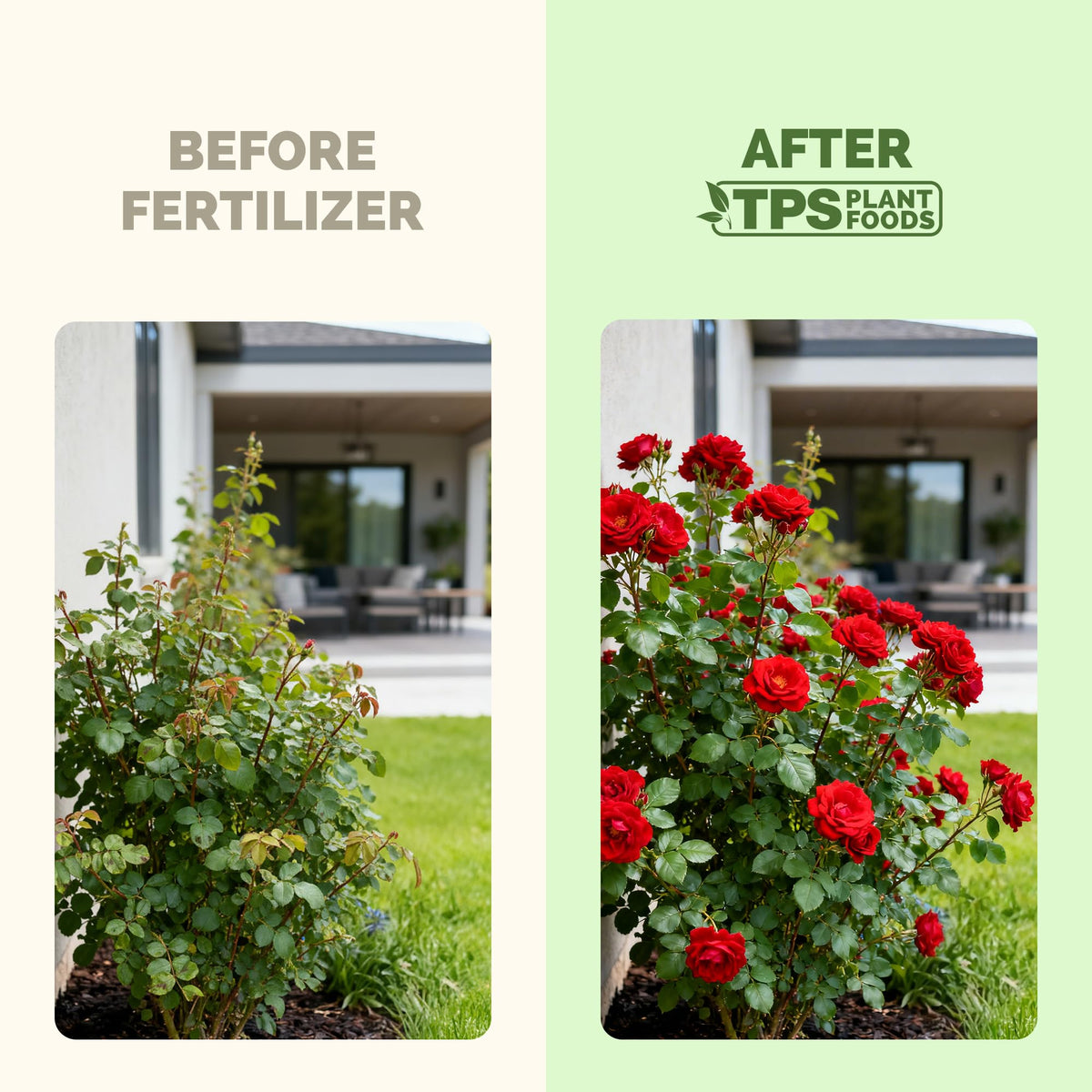 TPS NUTRIENTS rose root-strengthening liquid supports a healthier root system.
