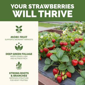 TPS NUTRIENTS Strawberry Fertilizer blossoms-burst promotes vibrant blooms.