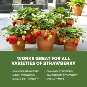 TPS NUTRIENTS Strawberry Fertilizer root-runners strengthens root networks.