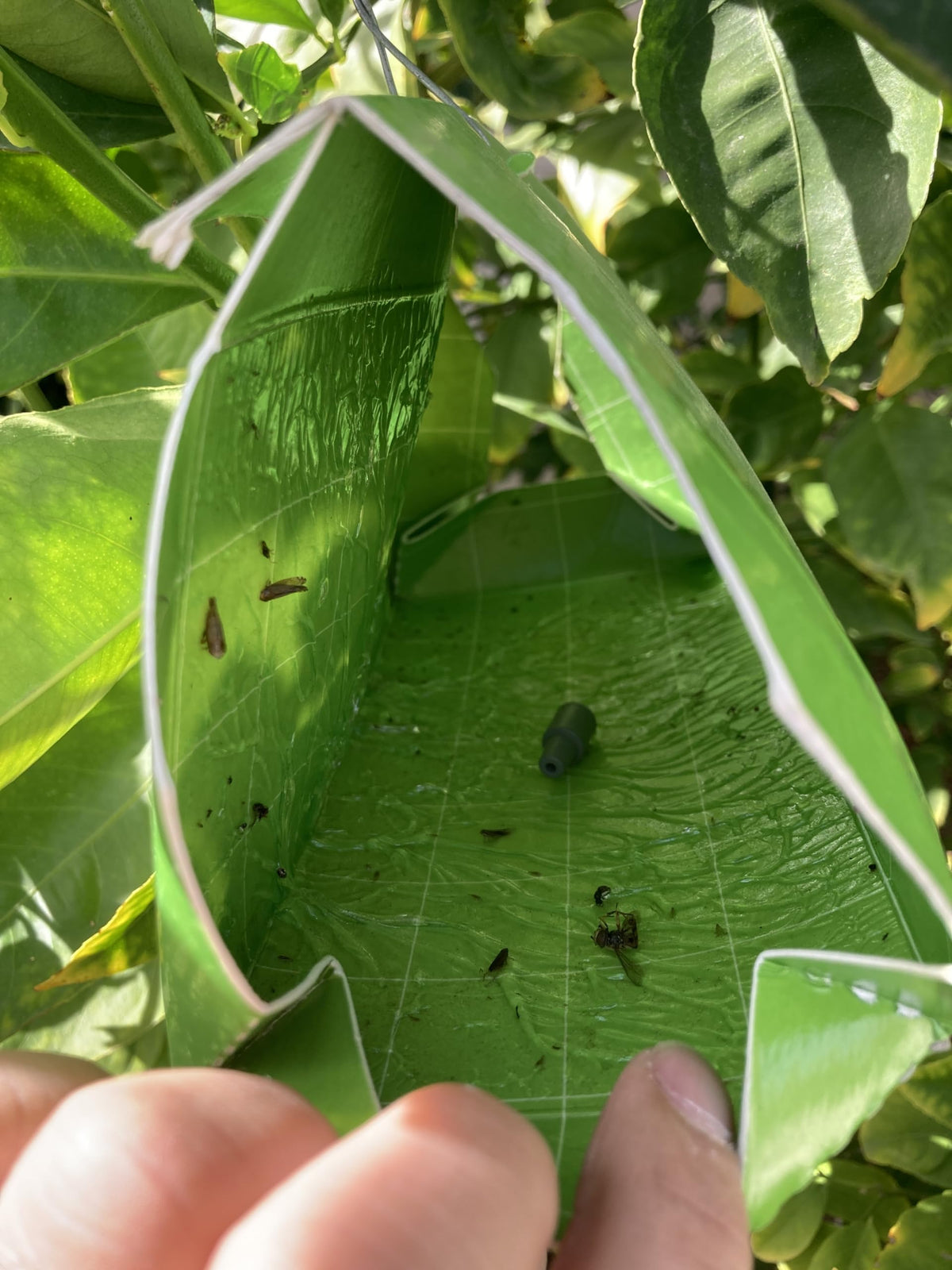 Trece Citrus Leafminer Trap Kit 3-Pack delta traps in action.