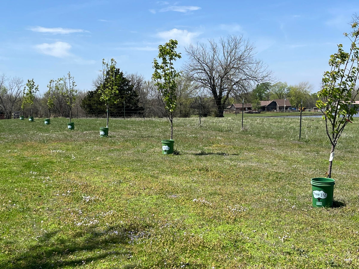 Tree I.V water six trees image shows efficient, time-saving irrigation