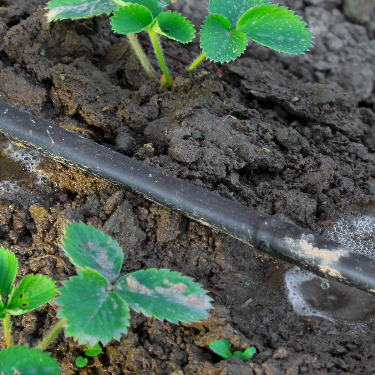 Treela injection molded drippers reduce clogging for steady water distribution