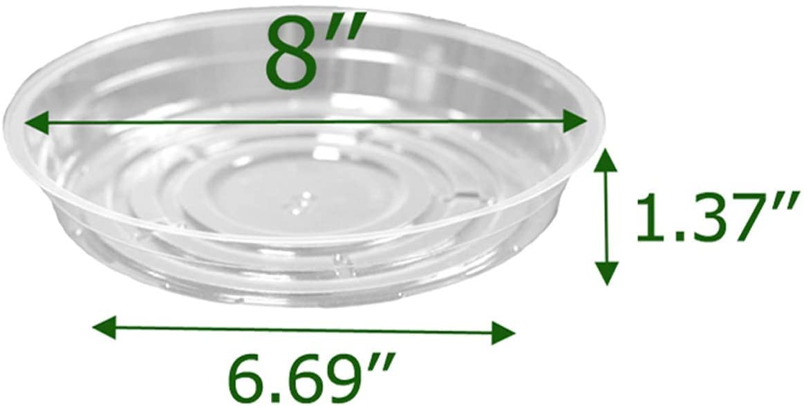 TRUEDAYS 8-inch saucer side view demonstrates stable base on surfaces