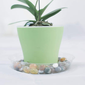 TRUEDAYS clear plant saucer keeps pots neat and garden tidy