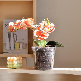 TRUEDAYS six pack of clear pots for orchids and cuttings
