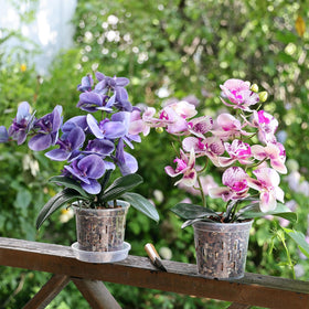 TRUEDAYS clear pot design improves airflow and drainage