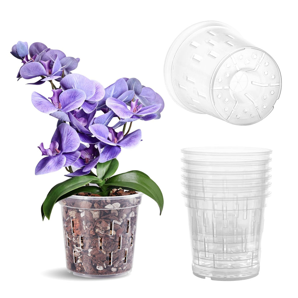 TRUEDAYS orchid pot 6in clear with visible roots for easy monitoring and repotting.
