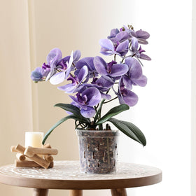 TRUEDAYS orchid pot suitable for indoor and outdoor use.