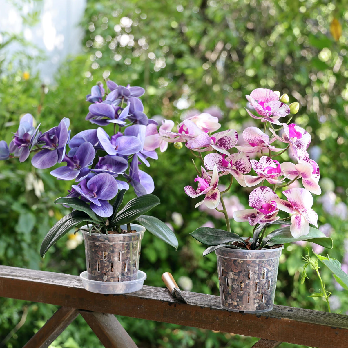 TRUEDAYS six-pack orchid pots are convenient for multiple plants.