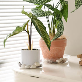 TRUEDAYS clear plant saucer 8in close-up supports moisture and décor
