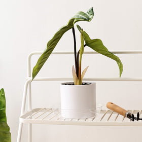 TRUEDAYS clear plant saucer on patio setup for outdoor plants