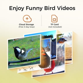 AI species recognition identifies garden birds on your mobile device.