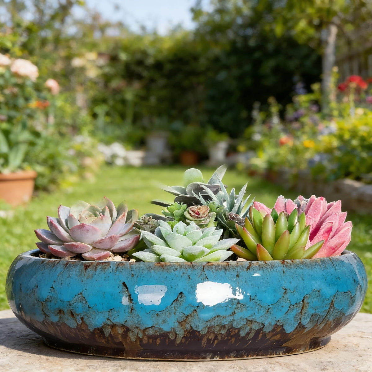 TTLOZC shallow blue pot suits cactus and small plants in living spaces