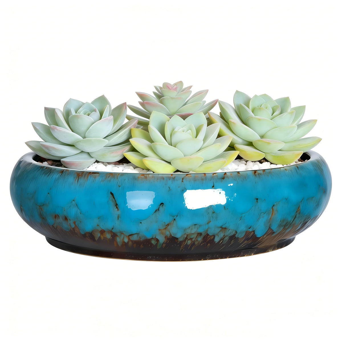 TTLOZC succulent pot 10-inch blue with glazed finish, ideal for shallow succulents