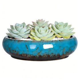 TTLOZC succulent pot 10-inch blue with glazed finish, ideal for shallow succulents