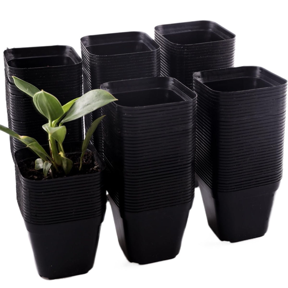 Tulpeed 200-pack square nursery pots for stable seedling start and efficient drainage.